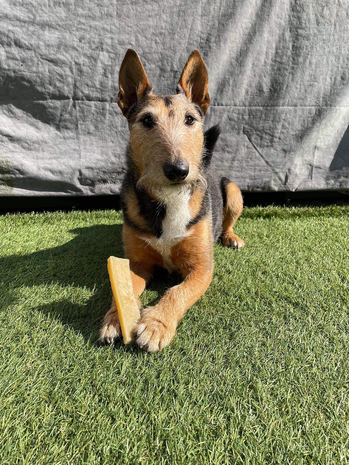 K2 Yak Chews Natural Dog Treats Small 30-40g